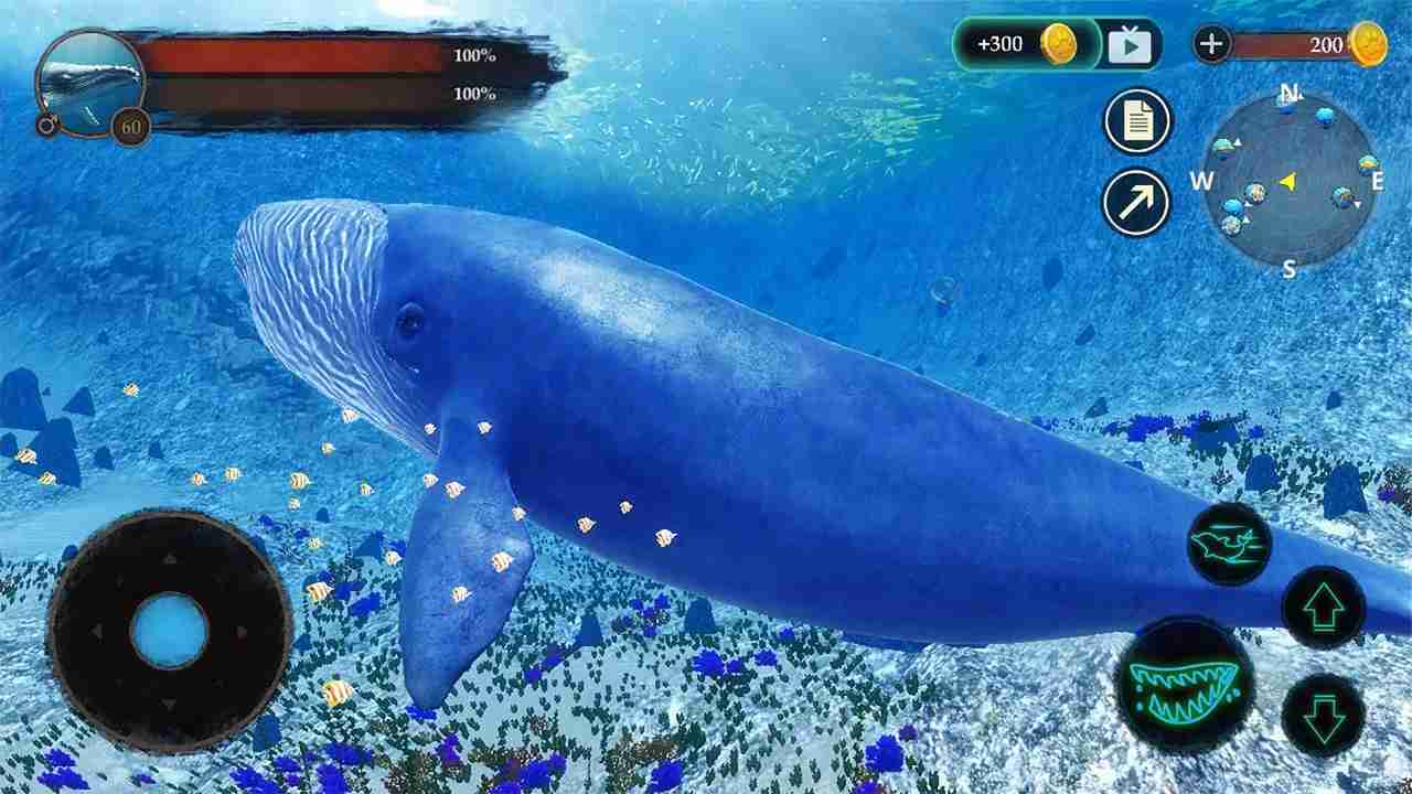 Blue Whale Game 4
